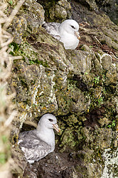 ������ (Fulmarus glacialis)