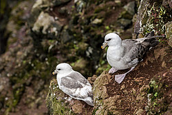 ������ (Fulmarus glacialis)