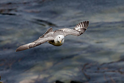 ������ (Fulmarus glacialis)