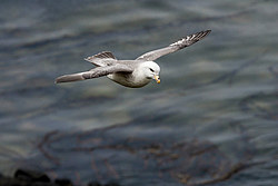 ������ (Fulmarus glacialis)