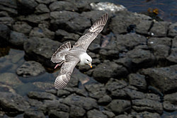 ������ (Fulmarus glacialis)