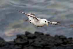 ������ (Fulmarus glacialis)