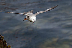 ������ (Fulmarus glacialis)