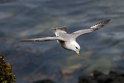 ������ (Fulmarus glacialis)