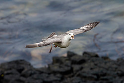 ������ (Fulmarus glacialis)