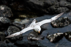 ������ (Fulmarus glacialis)