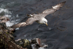 ������ (Fulmarus glacialis)