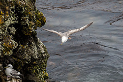 ������ (Fulmarus glacialis)
