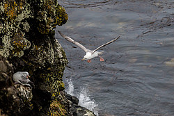 ������ (Fulmarus glacialis)