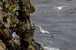 ������ (Fulmarus glacialis)