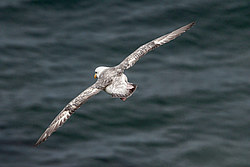 ������ (Fulmarus glacialis)