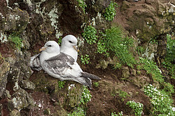 ������ (Fulmarus glacialis)