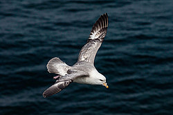 ������ (Fulmarus glacialis)