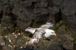 ������ (Fulmarus glacialis)