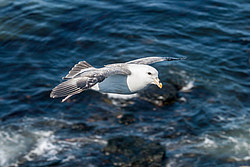 ������ (Fulmarus glacialis)