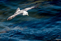 ������ (Fulmarus glacialis)