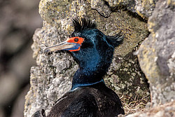 ����������� ������ (Phalacrocorax urile)
