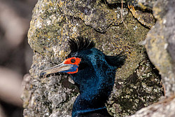 ����������� ������ (Phalacrocorax urile)
