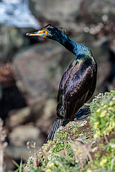 ����������� ������ (Phalacrocorax urile)