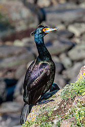 ����������� ������ (Phalacrocorax urile)