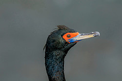 ����������� ������ (Phalacrocorax urile)