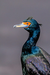 ����������� ������ (Phalacrocorax urile)