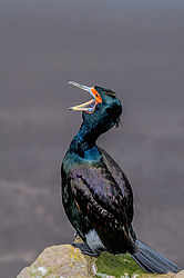 ����������� ������ (Phalacrocorax urile)