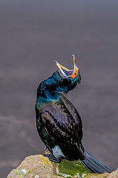 ����������� ������ (Phalacrocorax urile)