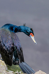 ����������� ������ (Phalacrocorax urile)