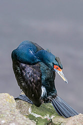����������� ������ (Phalacrocorax urile)