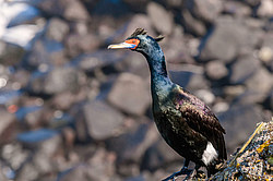 ����������� ������ (Phalacrocorax urile)