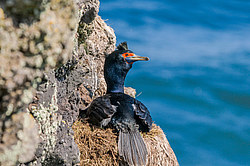 ����������� ������ (Phalacrocorax urile)