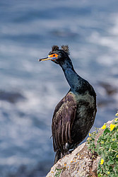 ����������� ������ (Phalacrocorax urile)