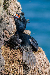 ����������� ������ (Phalacrocorax urile)