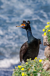 ����������� ������ (Phalacrocorax urile)