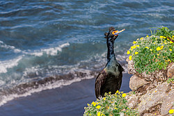 ����������� ������ (Phalacrocorax urile)