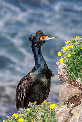 ����������� ������ (Phalacrocorax urile)