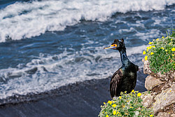 ����������� ������ (Phalacrocorax urile)