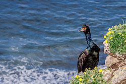 ����������� ������ (Phalacrocorax urile)