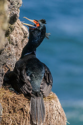 ����������� ������ (Phalacrocorax urile)