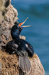����������� ������ (Phalacrocorax urile)