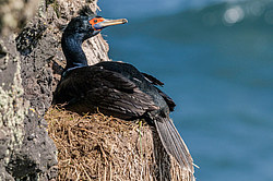 ����������� ������ (Phalacrocorax urile)