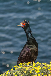 ����������� ������ (Phalacrocorax urile)