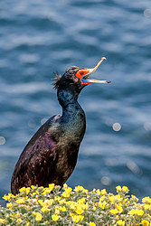 ����������� ������ (Phalacrocorax urile)