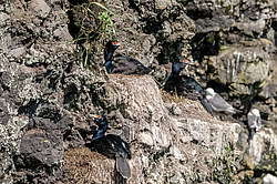 ����������� ������ (Phalacrocorax urile)