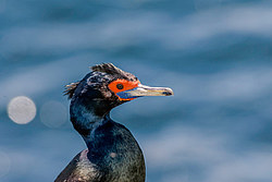 ����������� ������ (Phalacrocorax urile)
