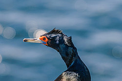 ����������� ������ (Phalacrocorax urile)