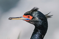 ����������� ������ (Phalacrocorax urile)