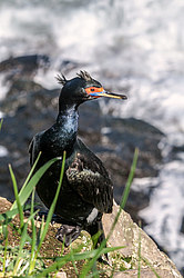 ����������� ������ (Phalacrocorax urile)