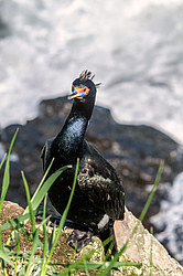 ����������� ������ (Phalacrocorax urile)